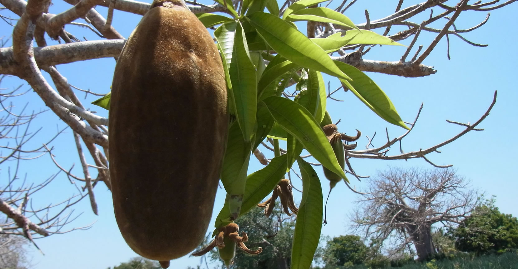 Baobab fruit (Adansonia digitata)