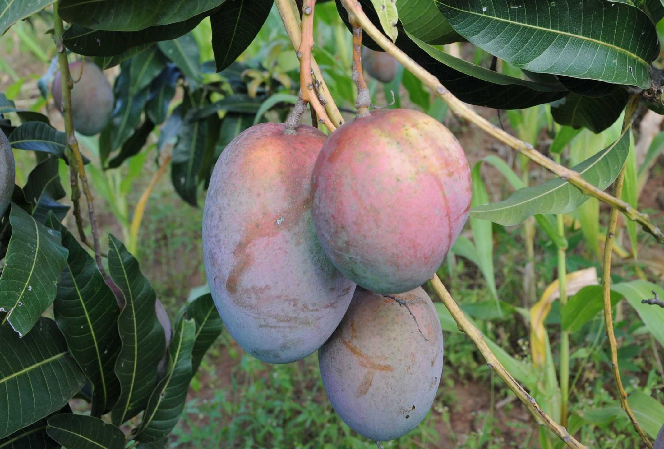 Mango (Mangifera indica) © ICRAF