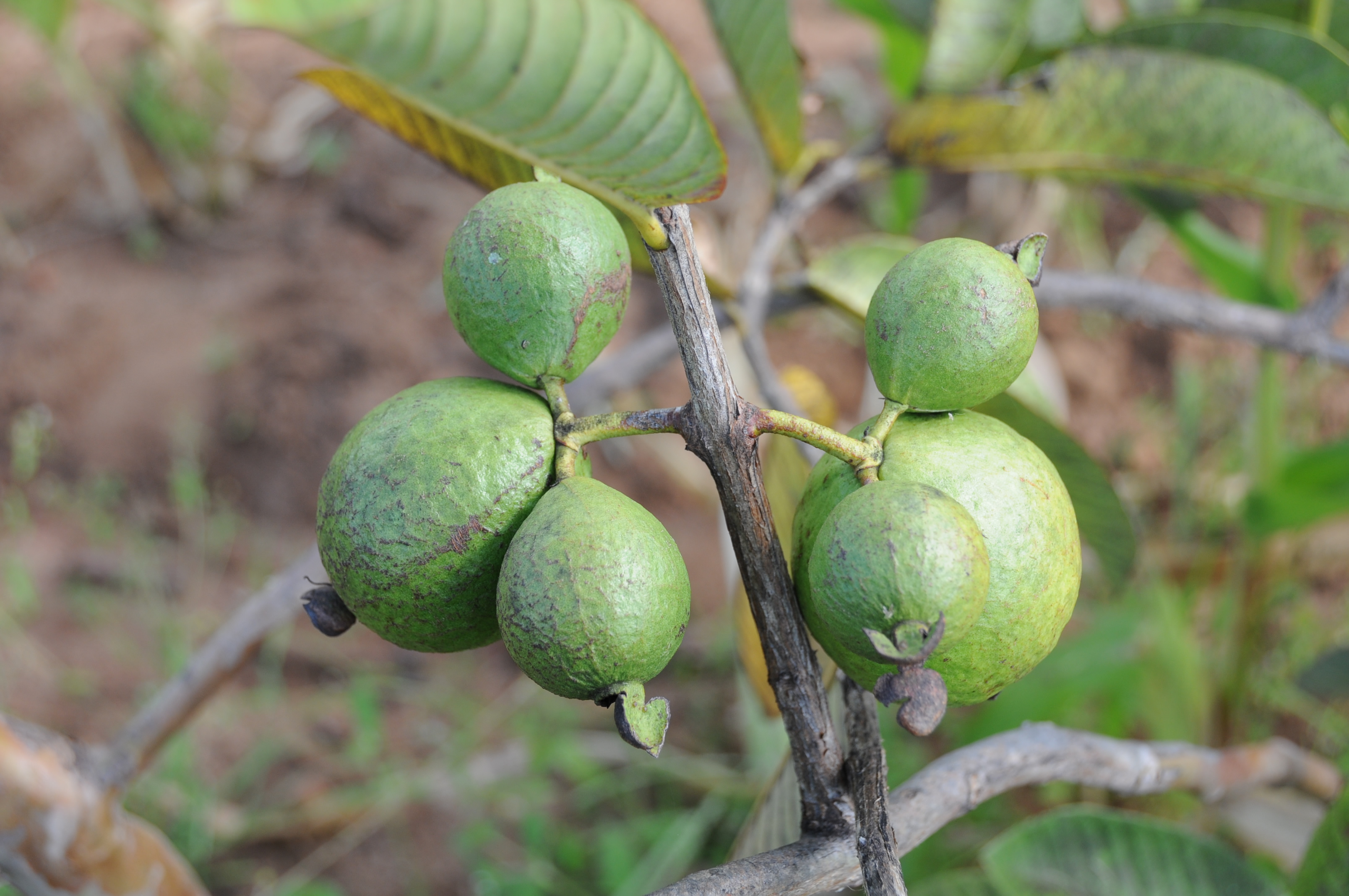 Guava © ICRAF