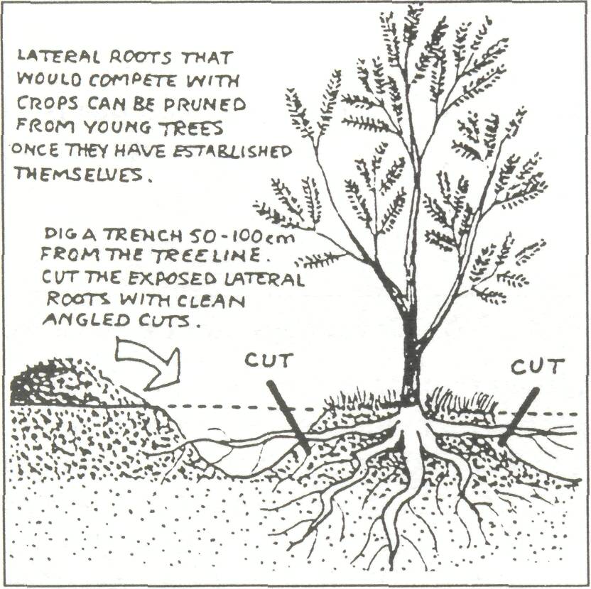 7.3 Tree management