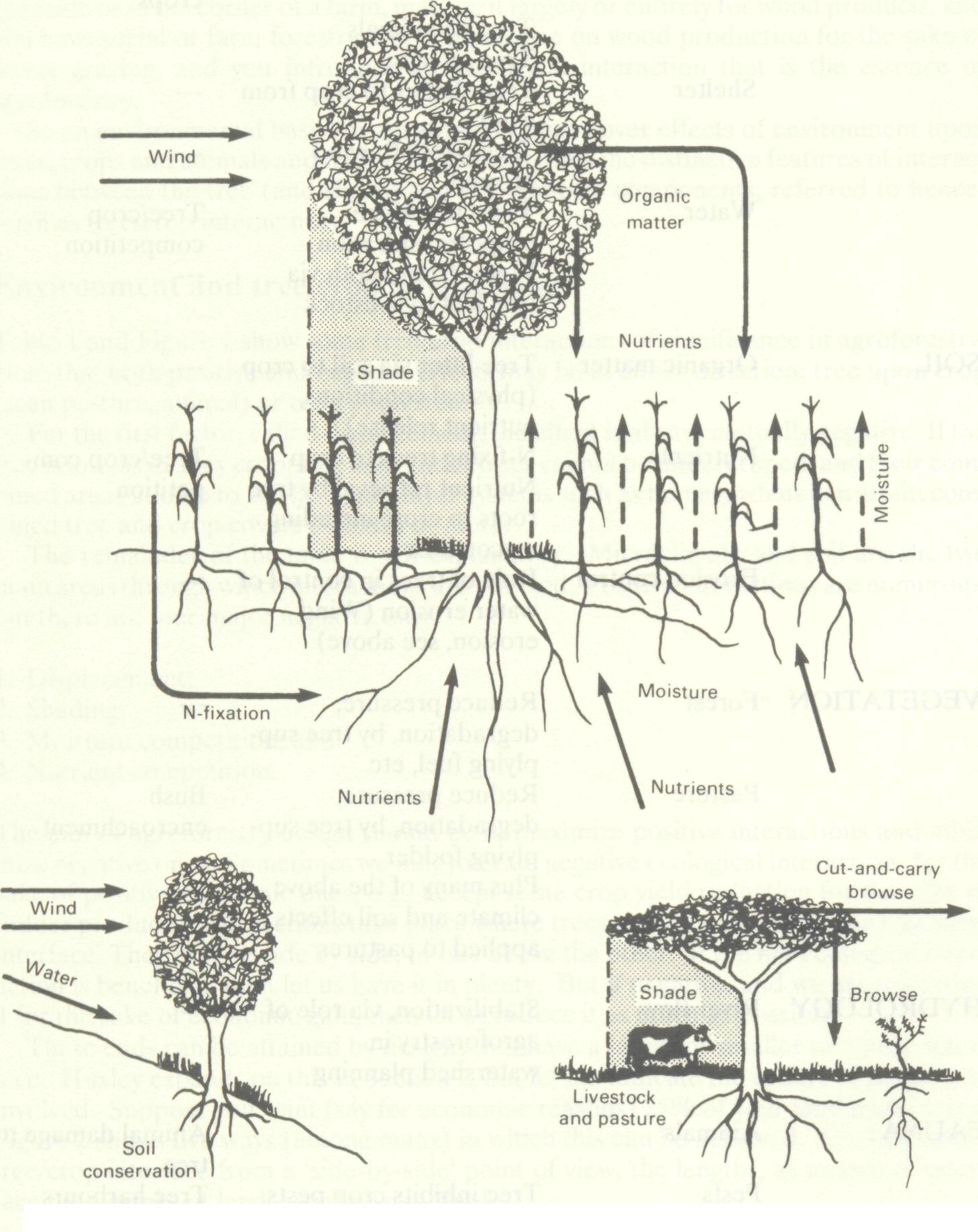 environmental_basis_agroforestry_2