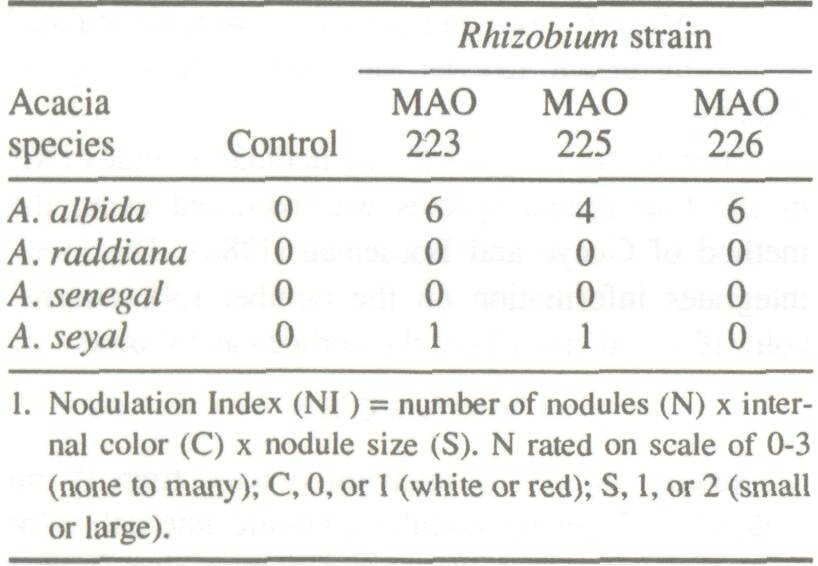 acacia_nodulation_1