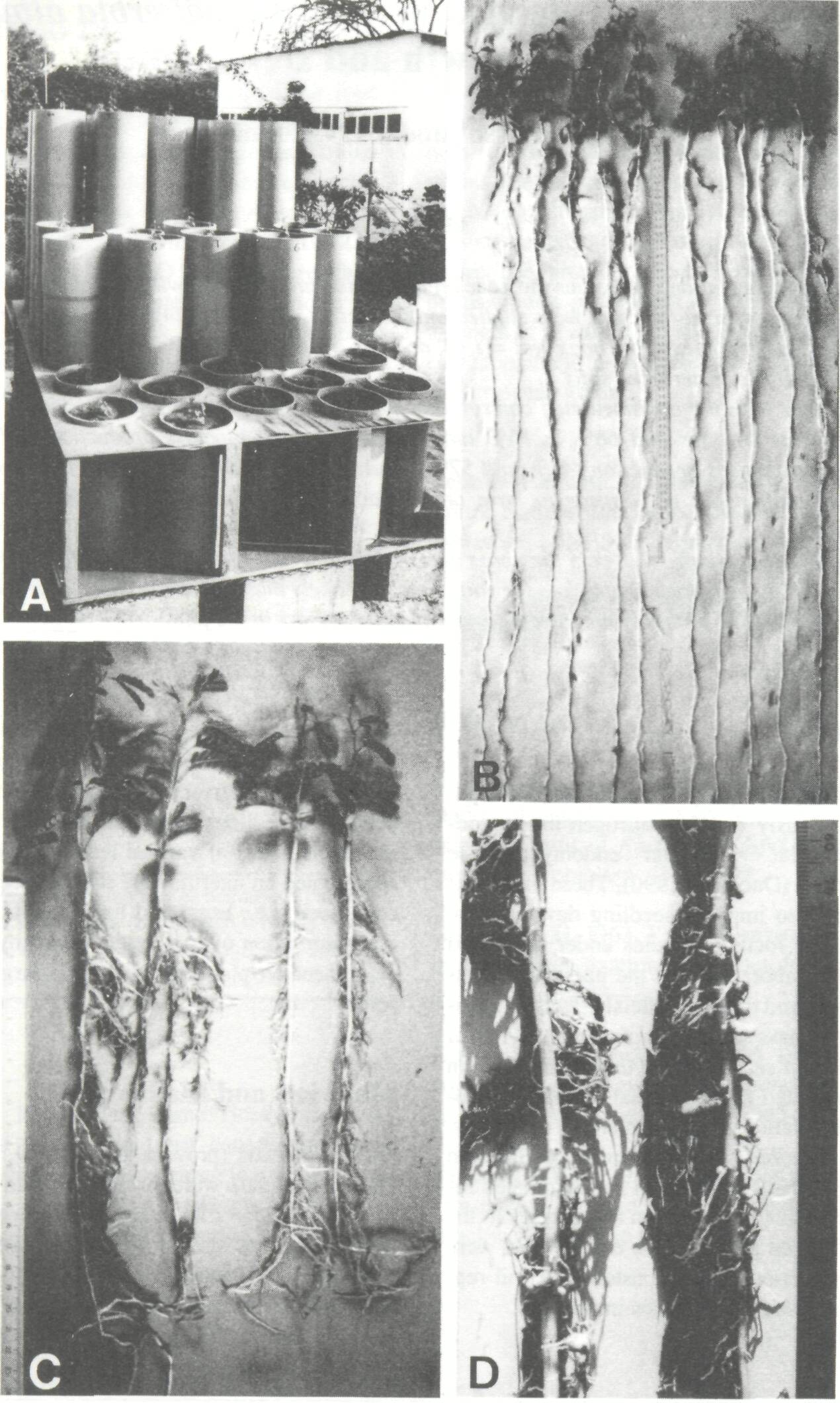 endomycorrhiza_1
