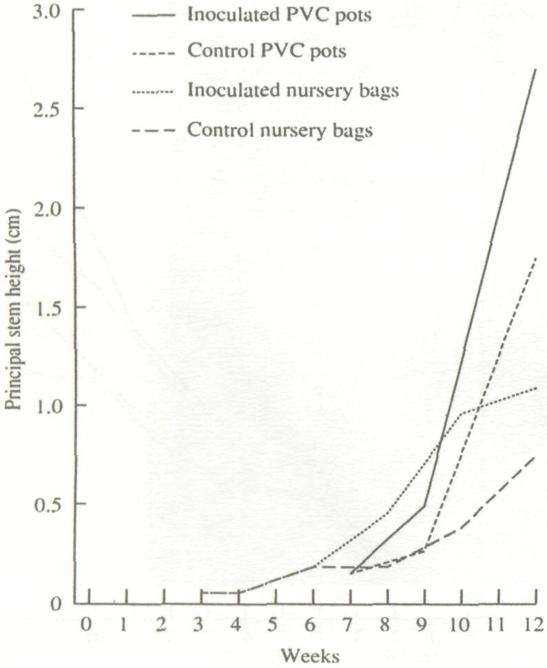 endomycorrhiza_4
