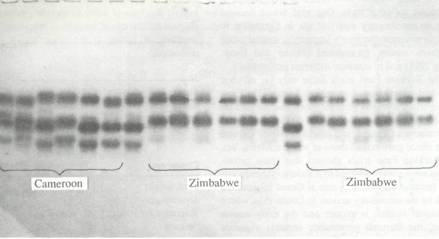 the_genetics_5.jpg