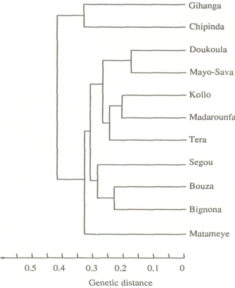 the_genetics_6