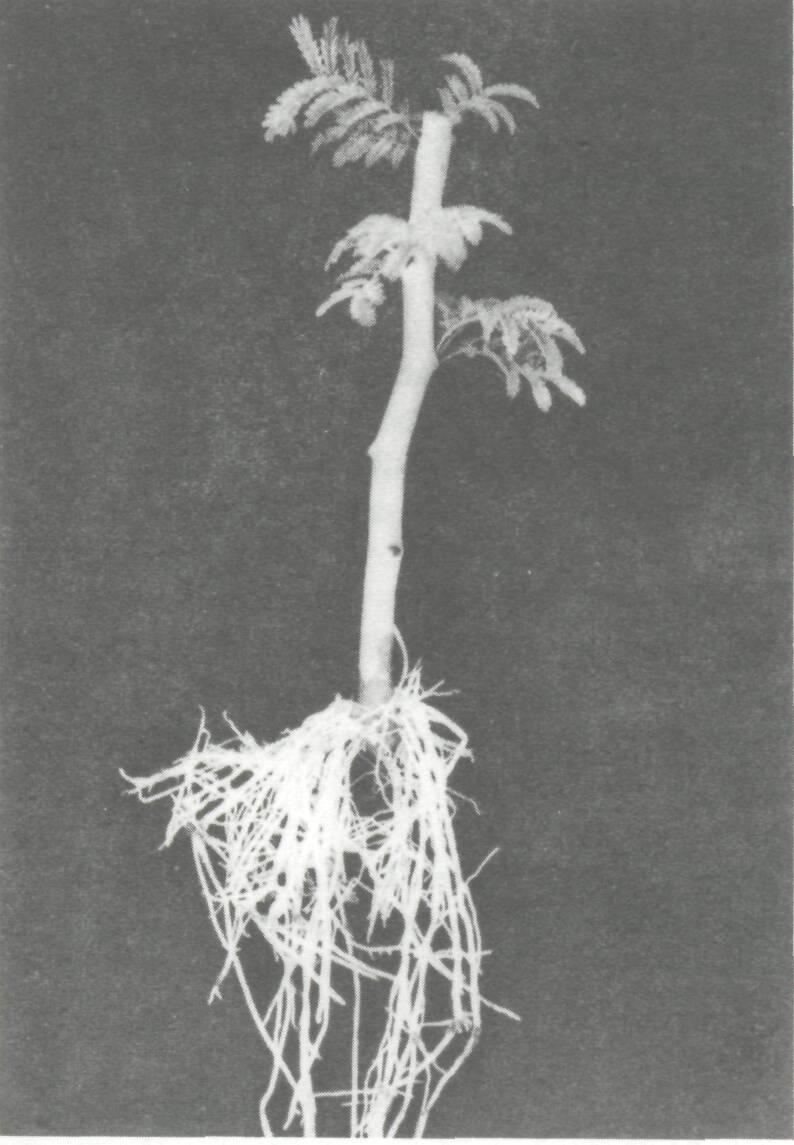 vegetation_propagation_3