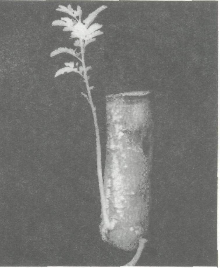 vegetation_propagation_4