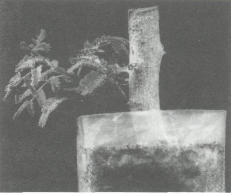 vegetation_propagation_5