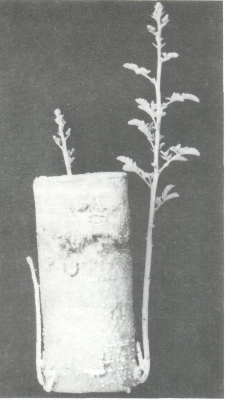 vegetation_propagation_6
