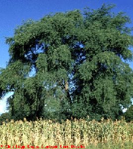 Albero della vita con foglie di faggio oro, argento e rame – La Fosina