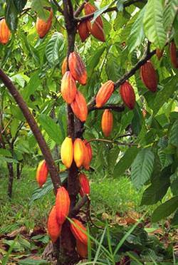 Free Advice On Profitable cocoa beans